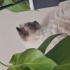 Sevgiyle Miyavlayan Bir Kalp: Yeni Yuvasını Arıyor 🐾 fotoğraf