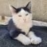 YAVRU KEDİMİZE YUVA ARIYORUZ fotoğraf
