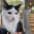 YAVRU KEDİMİZE YUVA ARIYORUZ fotoğraf