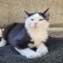 YAVRU KEDİMİZE YUVA ARIYORUZ fotoğraf