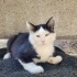 YAVRU KEDİMİZE YUVA ARIYORUZ fotoğraf