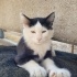 YAVRU KEDİMİZE YUVA ARIYORUZ fotoğraf