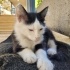 YAVRU KEDİMİZE YUVA ARIYORUZ fotoğraf