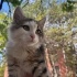 YAVRU KEDİMİZE YUVA ARIYORUZ fotoğraf