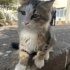 YAVRU KEDİMİZE YUVA ARIYORUZ fotoğraf