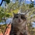 YAVRU KEDİMİZE YUVA ARIYORUZ fotoğraf