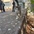 YAVRU KEDİMİZE YUVA ARIYORUZ fotoğraf