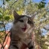YAVRU KEDİMİZE YUVA ARIYORUZ fotoğraf