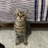 Tekir erkek 5 aylık fotoğraf