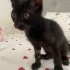 2 aylık tatli siyah kedi fotoğraf