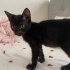 2 aylık tatli siyah kedi fotoğraf