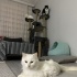 pamuk kedimiz yeni ailesini arıyor fotoğraf