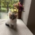 Sokakta Minik yavru fotoğraf