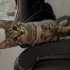 3 aylık yavru kedi fotoğraf