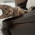 3 aylık yavru kedi fotoğraf