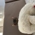 3 aylık yavru kedi fotoğraf