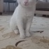 beyaz yavru acill yuva fotoğraf