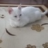 beyaz yavru acill yuva fotoğraf