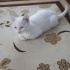 yuva arıyor bembeyaz cok kücük fotoğraf