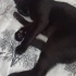GECE bir ev kedisi ama şu an malesef evsiz fotoğraf
