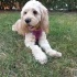 Dünyanın en tatlı köpeğine yuva arıyoruz fotoğraf