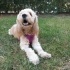 Dünyanın en tatlı köpeğine yuva arıyoruz fotoğraf