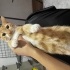 Acil yuva aranıyor fotoğraf