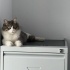 🐾 Monika – Sessizliğin İçindeki Sevgi 🐾 fotoğraf