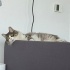 🐾 Monika – Sessizliğin İçindeki Sevgi 🐾 fotoğraf
