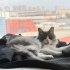 🐾 Monika – Sessizliğin İçindeki Sevgi 🐾 fotoğraf