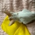 Acil yavru kedi fotoğraf