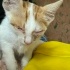 Acil yavru kedi fotoğraf