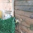 Bir gözü mavi diğeri yesil sevimli oyuncu fotoğraf