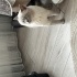 Çok acil yuva aranıyor fotoğraf