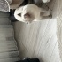 Çok acil yuva aranıyor fotoğraf