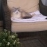 Uysal ve sevimli British cins kedi fotoğraf