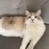 Uysal ve sevimli British cins kedi fotoğraf