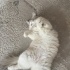 Uysal ve sevimli British cins kedi fotoğraf