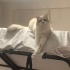 Uysal ve sevimli British cins kedi fotoğraf