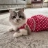 Uysal ve sevimli British cins kedi fotoğraf