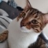 7 aylık kediye ömürlük fotoğraf