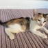 Oyuncu ve sevgi delisi meleğime acil yuva arıyorum fotoğraf