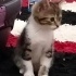 Mila ve bebekleri yuva arıyor fotoğraf
