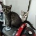 Mila ve bebekleri yuva arıyor fotoğraf