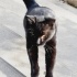Karam yuva arıyor fotoğraf