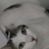 ACİL UYSAL MELEĞE YUVA fotoğraf