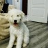 ÜCRETSİZ KÖPEK SAHİPLENMEK İÇİN EN DOĞRU YERDESİNİZ! fotoğraf
