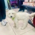 ÜCRETSİZ KÖPEK SAHİPLENMEK İÇİN EN DOĞRU YERDESİNİZ! fotoğraf