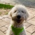 ÜCRETSİZ KÖPEK SAHİPLENMEK İÇİN EN DOĞRU YERDESİNİZ! fotoğraf