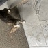 Yavru kedi sıcak bir yuva olun